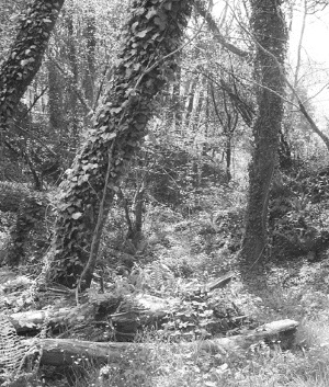 Imagen de escaleras hacia un bosque