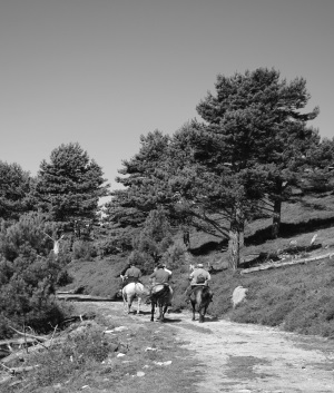 Imagen de cuatro jinetes a caballo alejándose
