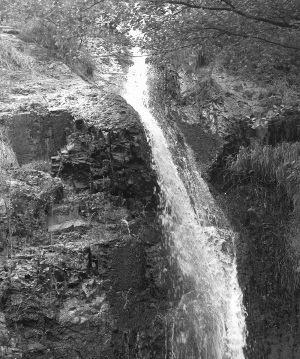 Imagen de escaleras hacia un bosque